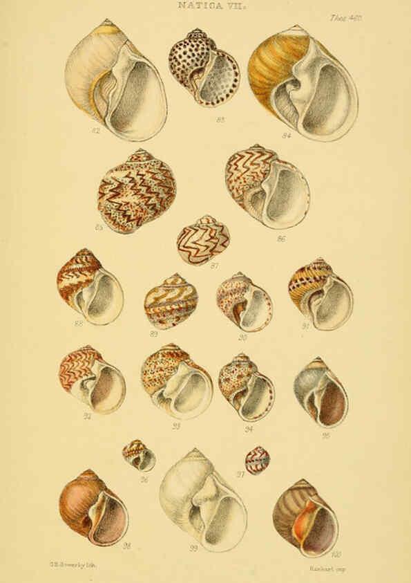 Reproducción/Reproduction 6102850659: Thesaurus conchyliorum, or, Monographs of genera of shells v.5 plates. London :Sowerby ...,1847-1887