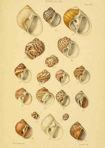 Reproducción/Reproduction 6102850659: Thesaurus conchyliorum, or, Monographs of genera of shells v.5 plates. London :Sowerby ...,1847-1887