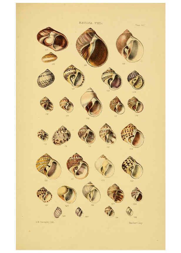 Reproducción/Reproduction 6102850869: Thesaurus conchyliorum, or, Monographs of genera of shells v.5 plates. London :Sowerby ...,1847-1887
