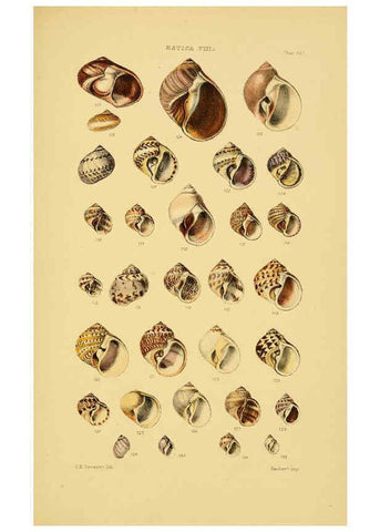 Reproducción/Reproduction 6102850869: Thesaurus conchyliorum, or, Monographs of genera of shells v.5 plates. London :Sowerby ...,1847-1887