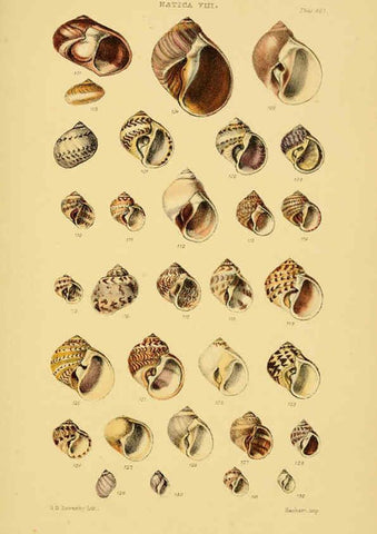 Reproducción/Reproduction 6102850869: Thesaurus conchyliorum, or, Monographs of genera of shells v.5 plates. London :Sowerby ...,1847-1887