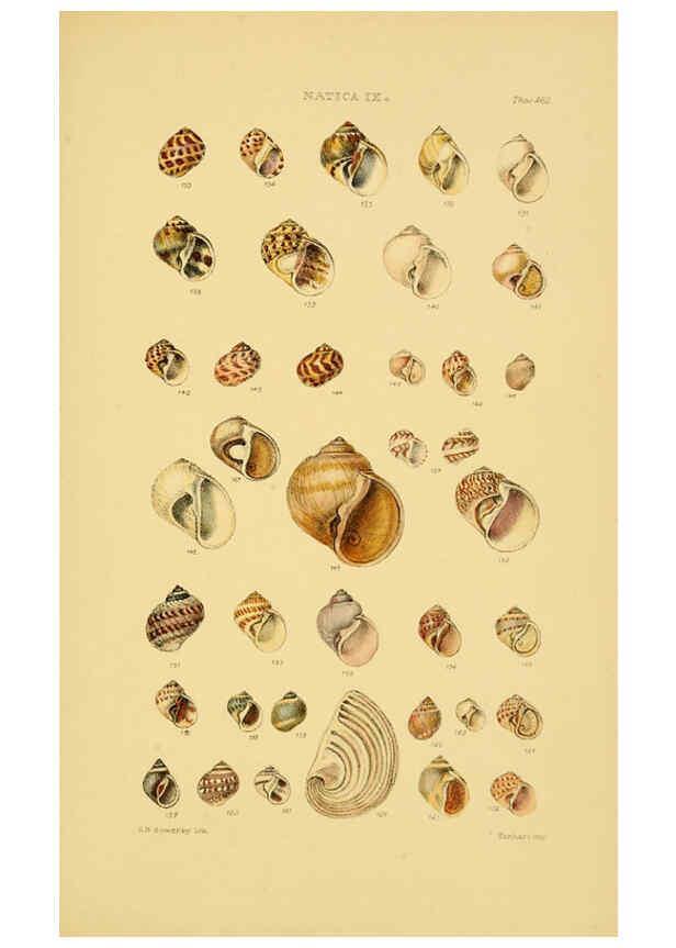 Reproducción/Reproduction 6103397172: Thesaurus conchyliorum, or, Monographs of genera of shells v.5 plates. London :Sowerby ...,1847-1887
