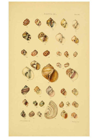 Reproducción/Reproduction 6103397172: Thesaurus conchyliorum, or, Monographs of genera of shells v.5 plates. London :Sowerby ...,1847-1887