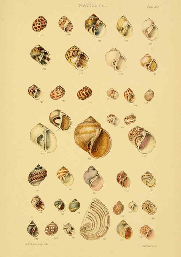 Reproducción/Reproduction 6103397172: Thesaurus conchyliorum, or, Monographs of genera of shells v.5 plates. London :Sowerby ...,1847-1887