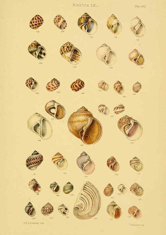 Reproducción/Reproduction 6103397172: Thesaurus conchyliorum, or, Monographs of genera of shells v.5 plates. London :Sowerby ...,1847-1887