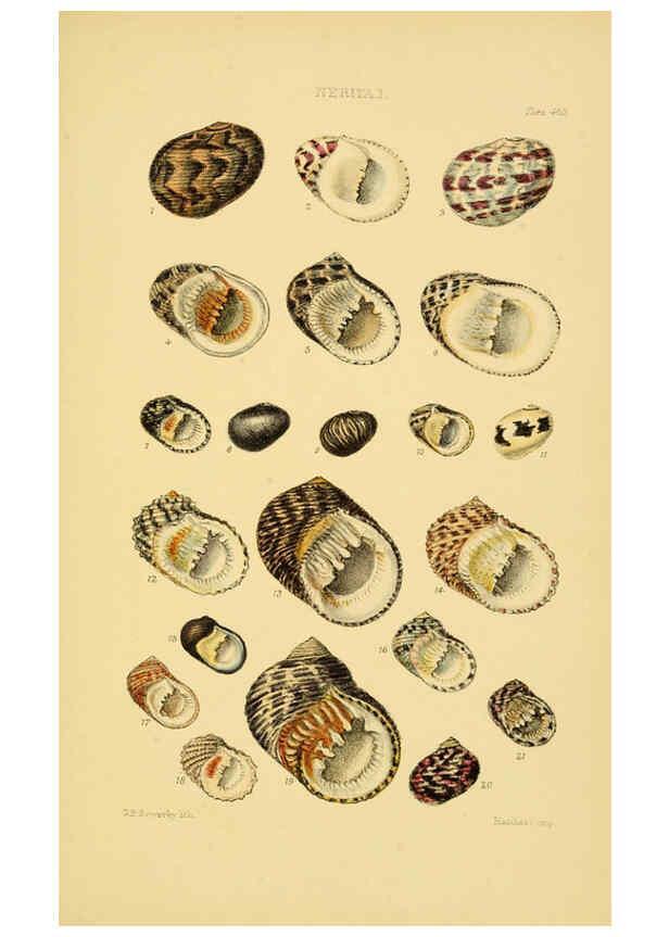 Reproducción/Reproduction 6103397806: Thesaurus conchyliorum, or, Monographs of genera of shells v.5 plates. London :Sowerby ...,1847-1887