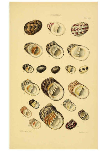 Reproducción/Reproduction 6103397806: Thesaurus conchyliorum, or, Monographs of genera of shells v.5 plates. London :Sowerby ...,1847-1887