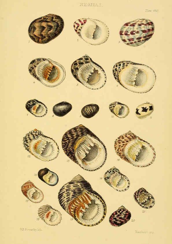 Reproducción/Reproduction 6103397806: Thesaurus conchyliorum, or, Monographs of genera of shells v.5 plates. London :Sowerby ...,1847-1887