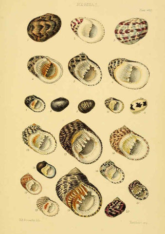Reproducción/Reproduction 6103397806: Thesaurus conchyliorum, or, Monographs of genera of shells v.5 plates. London :Sowerby ...,1847-1887
