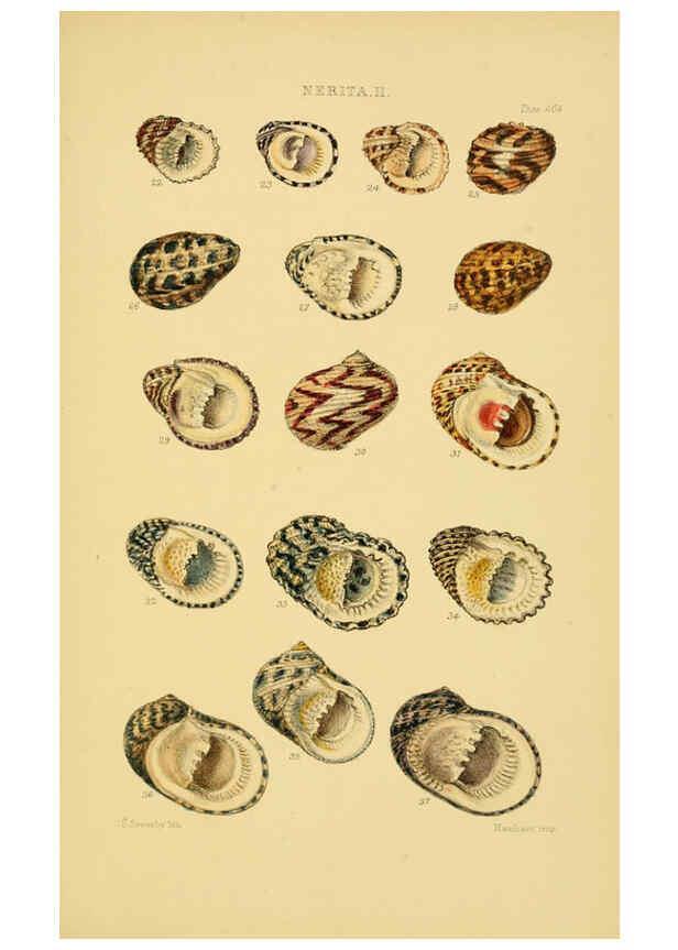 Reproducción/Reproduction 6102851835: Thesaurus conchyliorum, or, Monographs of genera of shells v.5 plates. London :Sowerby ...,1847-1887