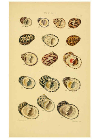 Reproducción/Reproduction 6102851835: Thesaurus conchyliorum, or, Monographs of genera of shells v.5 plates. London :Sowerby ...,1847-1887
