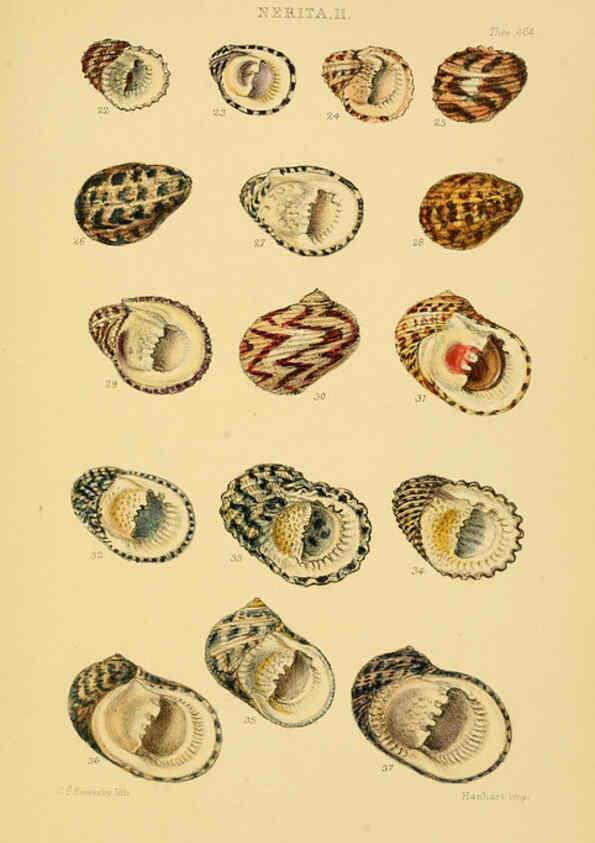 Reproducción/Reproduction 6102851835: Thesaurus conchyliorum, or, Monographs of genera of shells v.5 plates. London :Sowerby ...,1847-1887