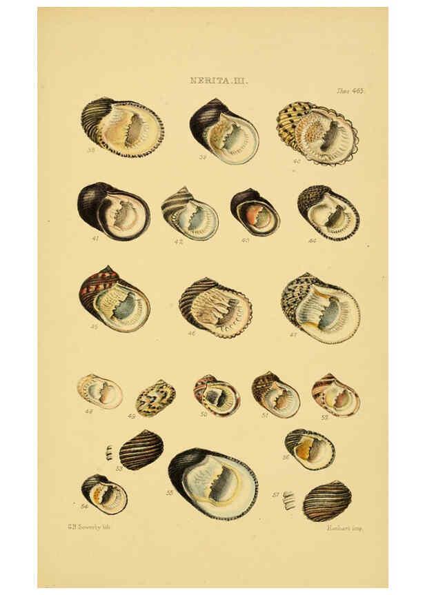 Reproducción/Reproduction 6103398200: Thesaurus conchyliorum, or, Monographs of genera of shells v.5 plates. London :Sowerby ...,1847-1887