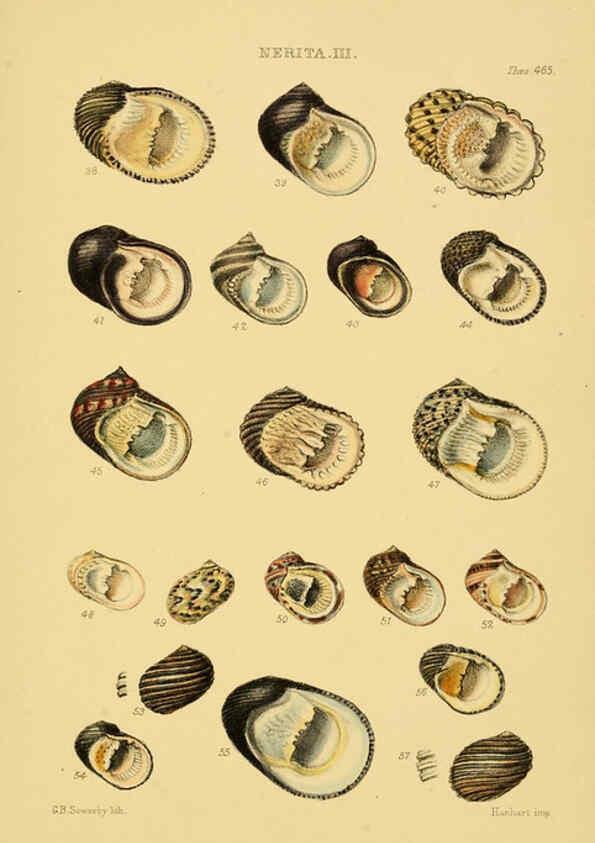Reproducción/Reproduction 6103398200: Thesaurus conchyliorum, or, Monographs of genera of shells v.5 plates. London :Sowerby ...,1847-1887