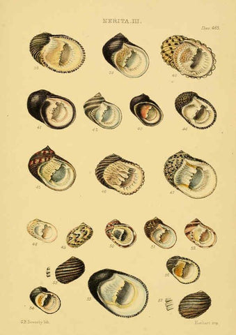 Reproducción/Reproduction 6103398200: Thesaurus conchyliorum, or, Monographs of genera of shells v.5 plates. London :Sowerby ...,1847-1887