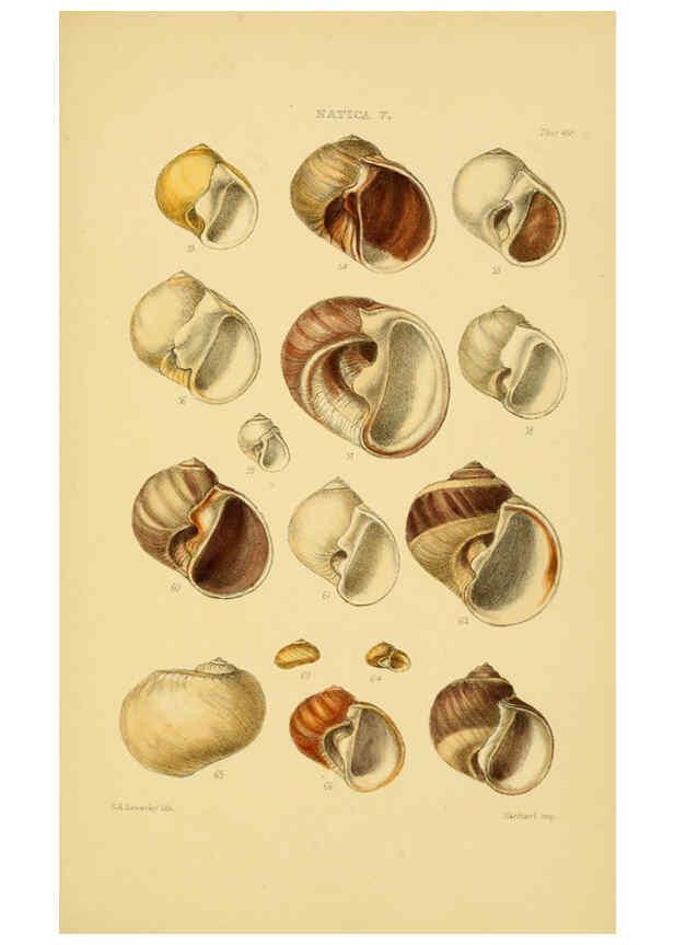 Reproducción/Reproduction 6102850317: Thesaurus conchyliorum, or, Monographs of genera of shells v.5 plates. London :Sowerby ...,1847-1887