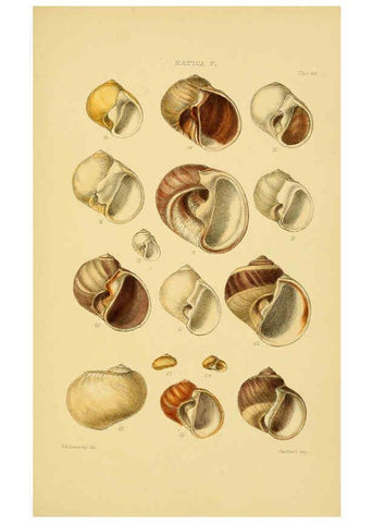Reproducción/Reproduction 6102850317: Thesaurus conchyliorum, or, Monographs of genera of shells v.5 plates. London :Sowerby ...,1847-1887