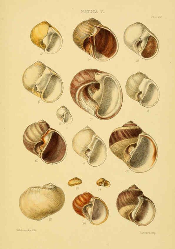 Reproducción/Reproduction 6102850317: Thesaurus conchyliorum, or, Monographs of genera of shells v.5 plates. London :Sowerby ...,1847-1887