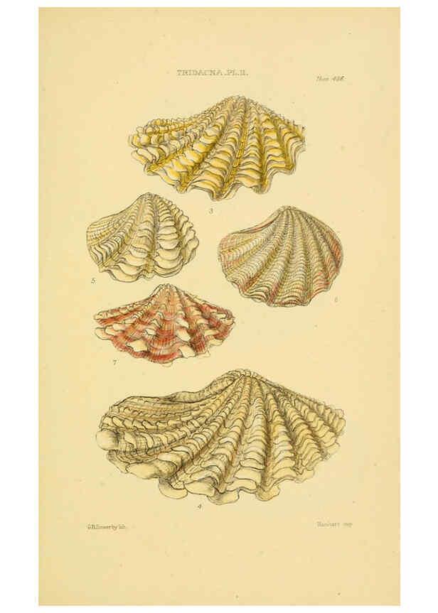 Reproducción/Reproduction 6102856741: Thesaurus conchyliorum, or, Monographs of genera of shells v.5 plates. London :Sowerby ...,1847-1887