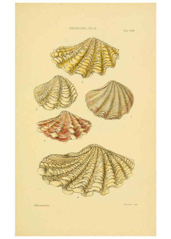 Reproducción/Reproduction 6102856741: Thesaurus conchyliorum, or, Monographs of genera of shells v.5 plates. London :Sowerby ...,1847-1887