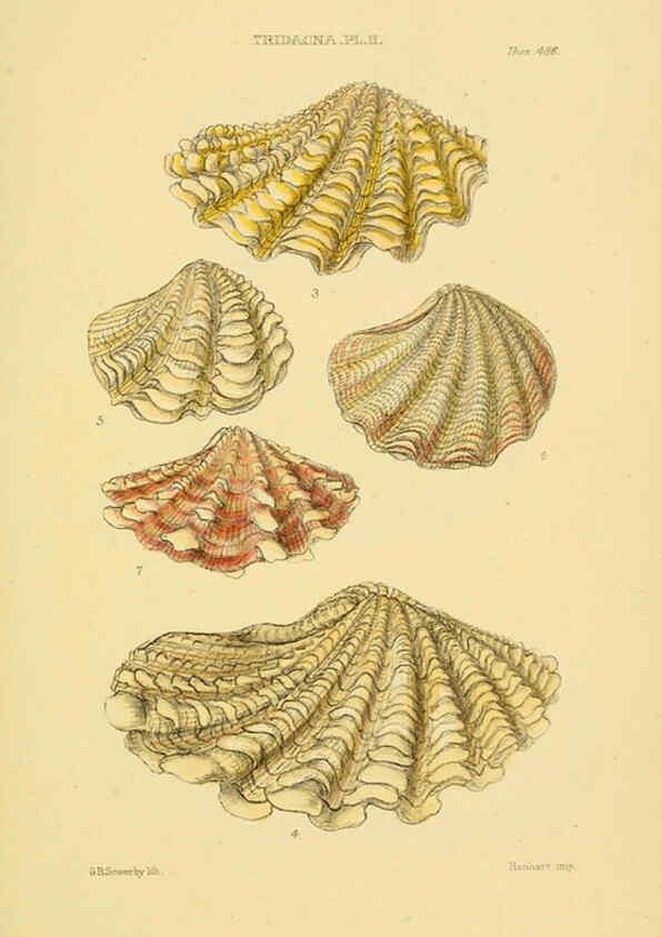 Reproducción/Reproduction 6102856741: Thesaurus conchyliorum, or, Monographs of genera of shells v.5 plates. London :Sowerby ...,1847-1887