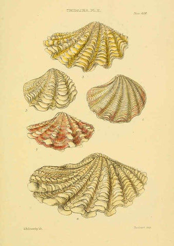 Reproducción/Reproduction 6102856741: Thesaurus conchyliorum, or, Monographs of genera of shells v.5 plates. London :Sowerby ...,1847-1887
