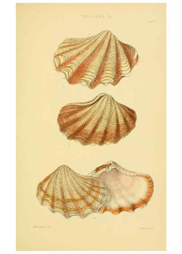 Reproducción/Reproduction 6102856939: Thesaurus conchyliorum, or, Monographs of genera of shells v.5 plates. London :Sowerby ...,1847-1887