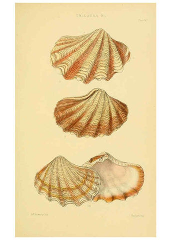 Reproducción/Reproduction 6102856939: Thesaurus conchyliorum, or, Monographs of genera of shells v.5 plates. London :Sowerby ...,1847-1887
