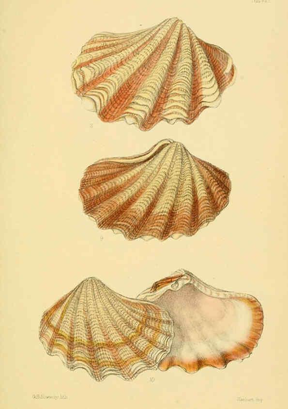 Reproducción/Reproduction 6102856939: Thesaurus conchyliorum, or, Monographs of genera of shells v.5 plates. London :Sowerby ...,1847-1887