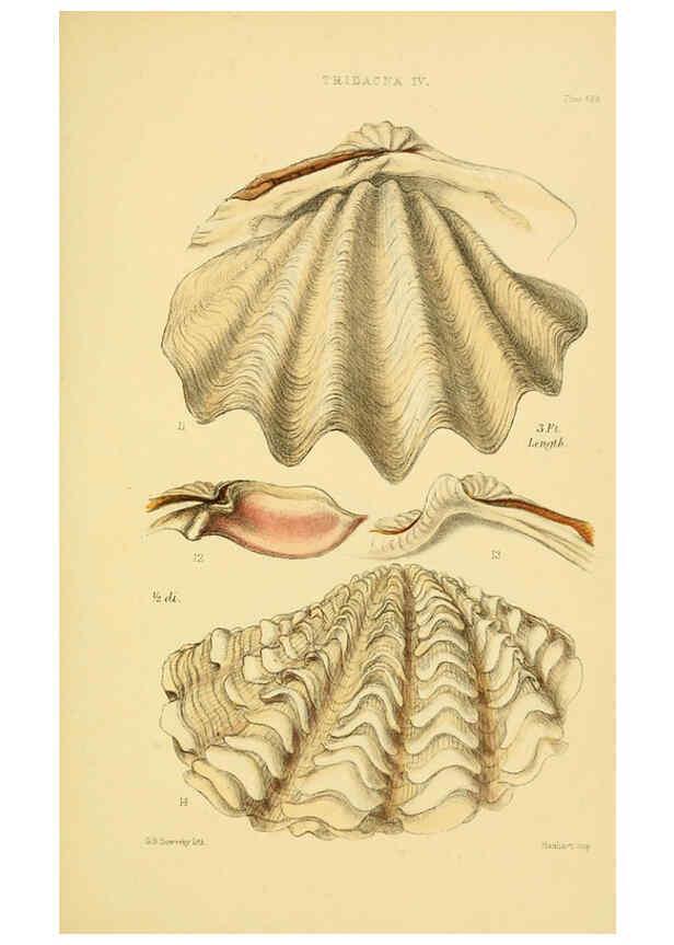 Reproducción/Reproduction 6103403460: Thesaurus conchyliorum, or, Monographs of genera of shells v.5 plates. London :Sowerby ...,1847-1887