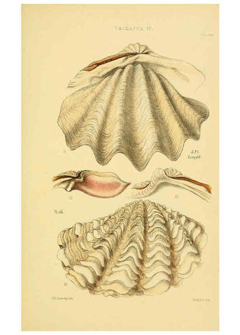 Reproducción/Reproduction 6103403460: Thesaurus conchyliorum, or, Monographs of genera of shells v.5 plates. London :Sowerby ...,1847-1887