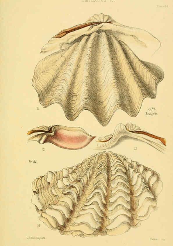 Reproducción/Reproduction 6103403460: Thesaurus conchyliorum, or, Monographs of genera of shells v.5 plates. London :Sowerby ...,1847-1887