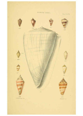 Reproducción/Reproduction 6102861485: Thesaurus conchyliorum, or, Monographs of genera of shells v.5 plates. London :Sowerby ...,1847-1887