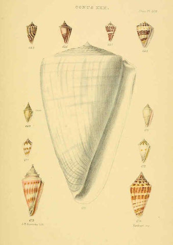 Reproducción/Reproduction 6102861485: Thesaurus conchyliorum, or, Monographs of genera of shells v.5 plates. London :Sowerby ...,1847-1887