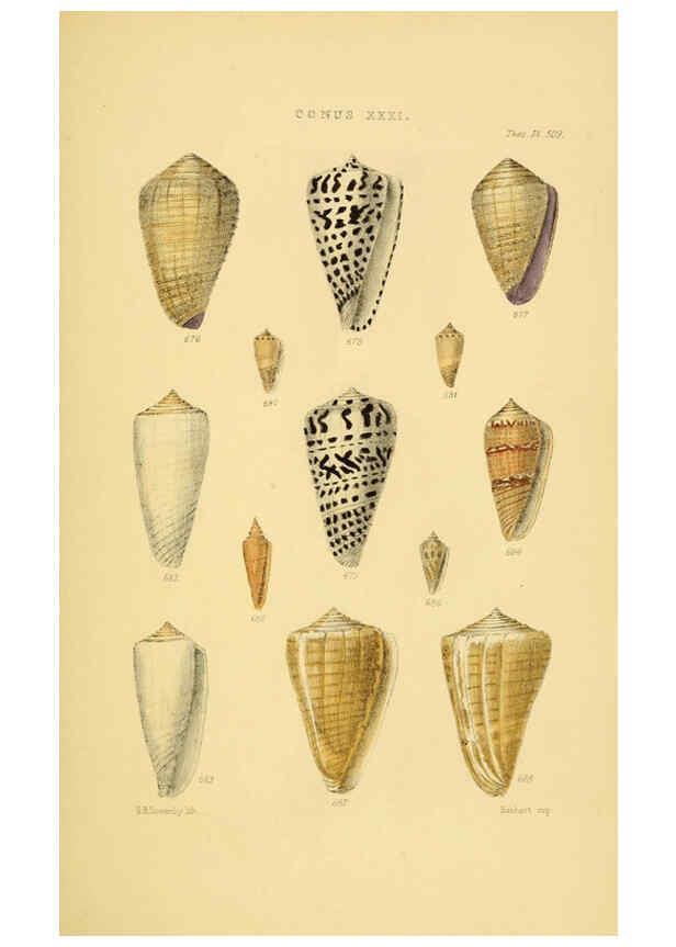 Reproducción/Reproduction 6103407998: Thesaurus conchyliorum, or, Monographs of genera of shells v.5 plates. London :Sowerby ...,1847-1887