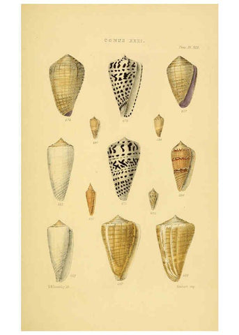Reproducción/Reproduction 6103407998: Thesaurus conchyliorum, or, Monographs of genera of shells v.5 plates. London :Sowerby ...,1847-1887