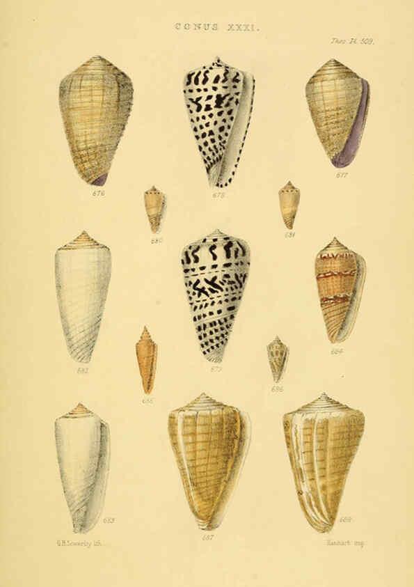 Reproducción/Reproduction 6103407998: Thesaurus conchyliorum, or, Monographs of genera of shells v.5 plates. London :Sowerby ...,1847-1887