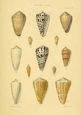Reproducción/Reproduction 6103407998: Thesaurus conchyliorum, or, Monographs of genera of shells v.5 plates. London :Sowerby ...,1847-1887