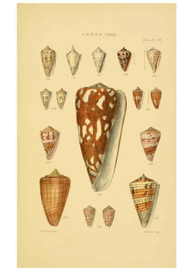 Reproducción/Reproduction 6102861845: Thesaurus conchyliorum, or, Monographs of genera of shells v.5 plates. London :Sowerby ...,1847-1887