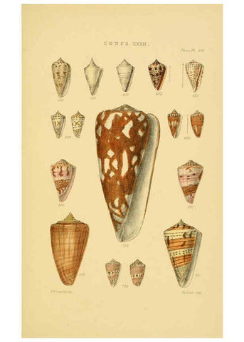 Reproducción/Reproduction 6102861845: Thesaurus conchyliorum, or, Monographs of genera of shells v.5 plates. London :Sowerby ...,1847-1887