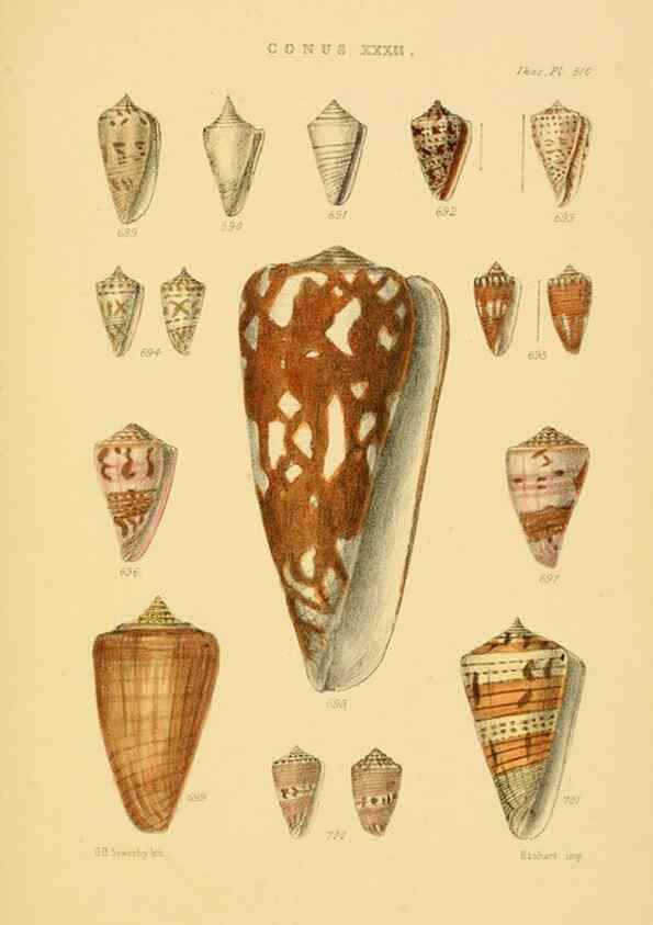 Reproducción/Reproduction 6102861845: Thesaurus conchyliorum, or, Monographs of genera of shells v.5 plates. London :Sowerby ...,1847-1887