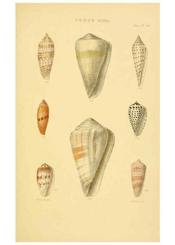 Reproducción/Reproduction 6103408346: Thesaurus conchyliorum, or, Monographs of genera of shells v.5 plates. London :Sowerby ...,1847-1887