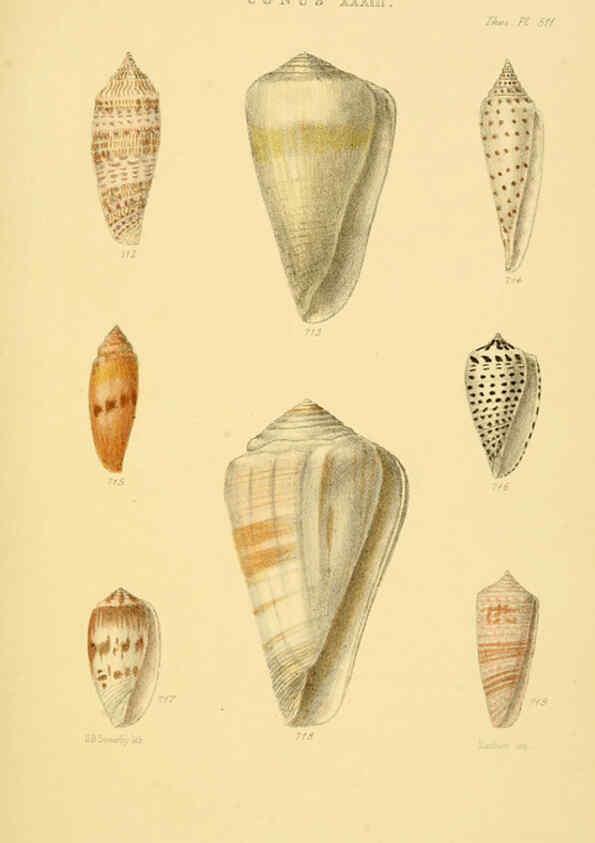 Reproducción/Reproduction 6103408346: Thesaurus conchyliorum, or, Monographs of genera of shells v.5 plates. London :Sowerby ...,1847-1887
