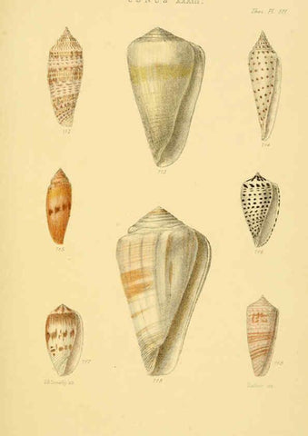 Reproducción/Reproduction 6103408346: Thesaurus conchyliorum, or, Monographs of genera of shells v.5 plates. London :Sowerby ...,1847-1887