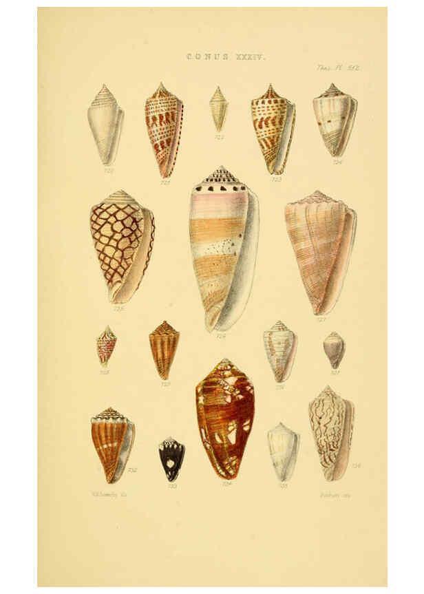 Reproducción/Reproduction 6102862285: Thesaurus conchyliorum, or, Monographs of genera of shells v.5 plates. London :Sowerby ...,1847-1887