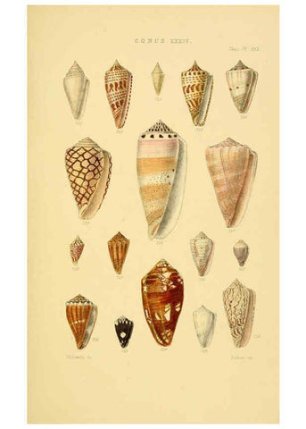 Reproducción/Reproduction 6102862285: Thesaurus conchyliorum, or, Monographs of genera of shells v.5 plates. London :Sowerby ...,1847-1887