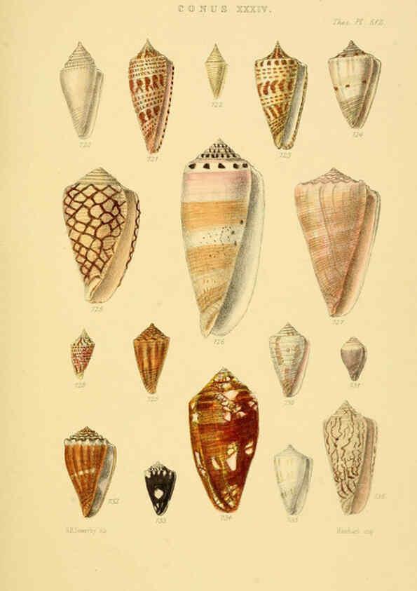 Reproducción/Reproduction 6102862285: Thesaurus conchyliorum, or, Monographs of genera of shells v.5 plates. London :Sowerby ...,1847-1887