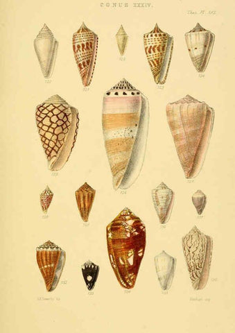 Reproducción/Reproduction 6102862285: Thesaurus conchyliorum, or, Monographs of genera of shells v.5 plates. London :Sowerby ...,1847-1887
