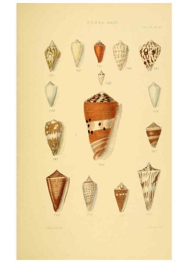Reproducción/Reproduction 6102862451: Thesaurus conchyliorum, or, Monographs of genera of shells v.5 plates. London :Sowerby ...,1847-1887