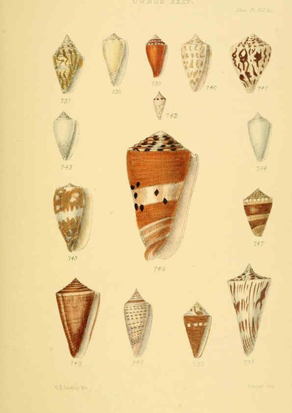 Reproducción/Reproduction 6102862451: Thesaurus conchyliorum, or, Monographs of genera of shells v.5 plates. London :Sowerby ...,1847-1887